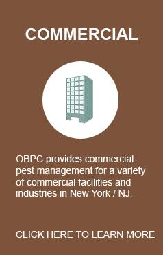 commercial extermination by outerboroughpc.com reliable exterminators servicing areas in new york and new jersey