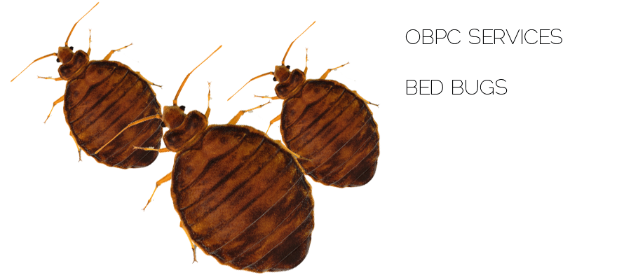 bed bug extermination by outerboroughpc.com reliable exterminators servicing areas in new york and new jersey