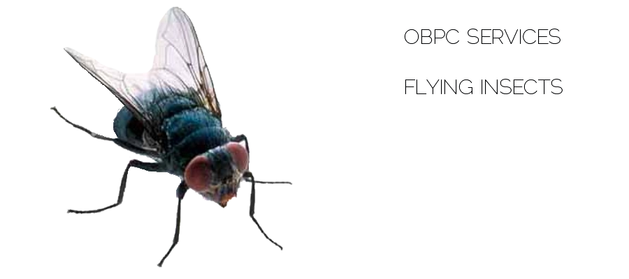 flying insects extermination by outerboroughpc.com reliable exterminators servicing areas in new york and new jersey
