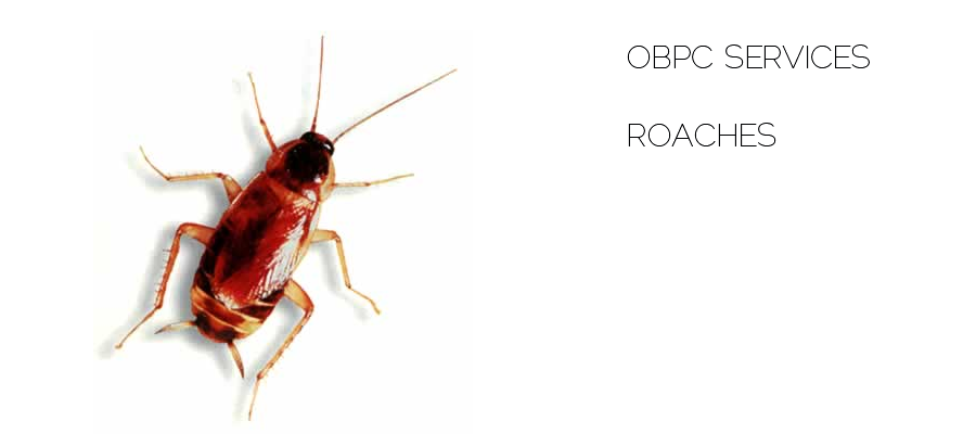 roach extermination by outerboroughpc.com reliable exterminators servicing areas in new york and new jersey