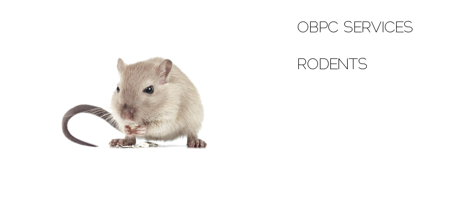 rodent extermination by outerboroughpc.com reliable exterminators servicing areas in new york and new jersey