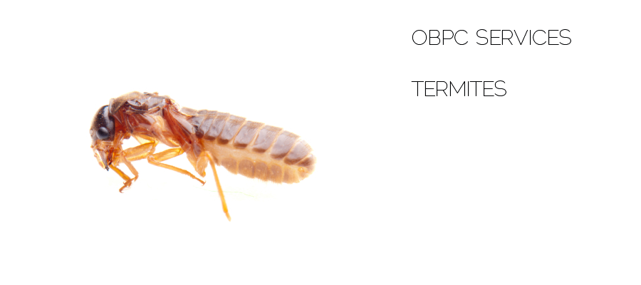 termite extermination by outerboroughpc.com reliable exterminators servicing areas in new york and new jersey